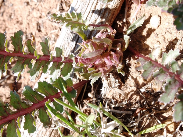 Pedicularis centranthera